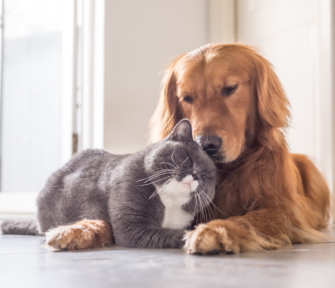 dog cat cuddling