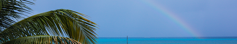 A closeup of the leaves of a palm tree with the Caribbean Sea in the background and a rainbow in the distance, in Vieques, Puerto Rico