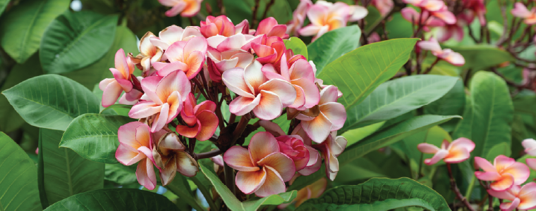Beautiful red pink frangipani plumeria flower tree bouquet on tree, fragipani plumeria tree in bloom